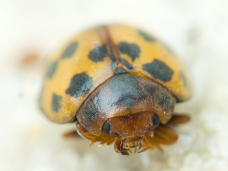 Subcoccinella vigintiquatuorpunctata (Linnaeus, 1758)